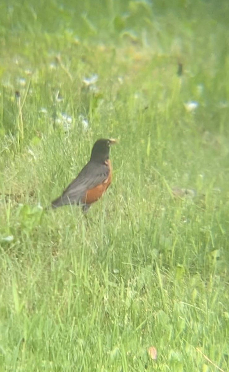 American Robin - ML620239499