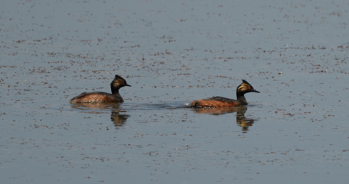 Eared Grebe - ML620239503