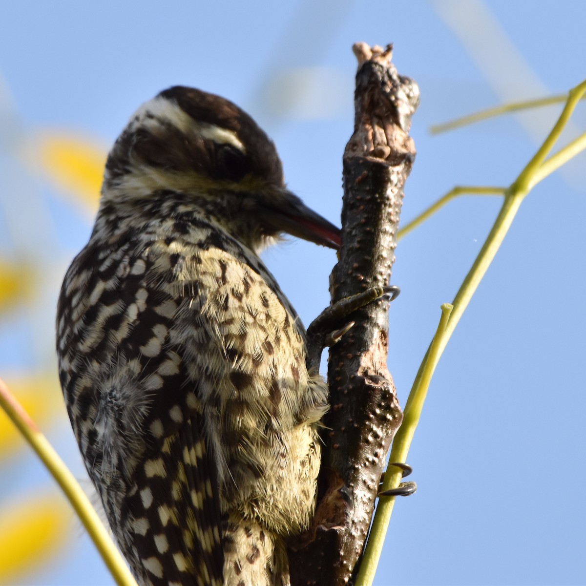 Checkered Woodpecker - ML620239506