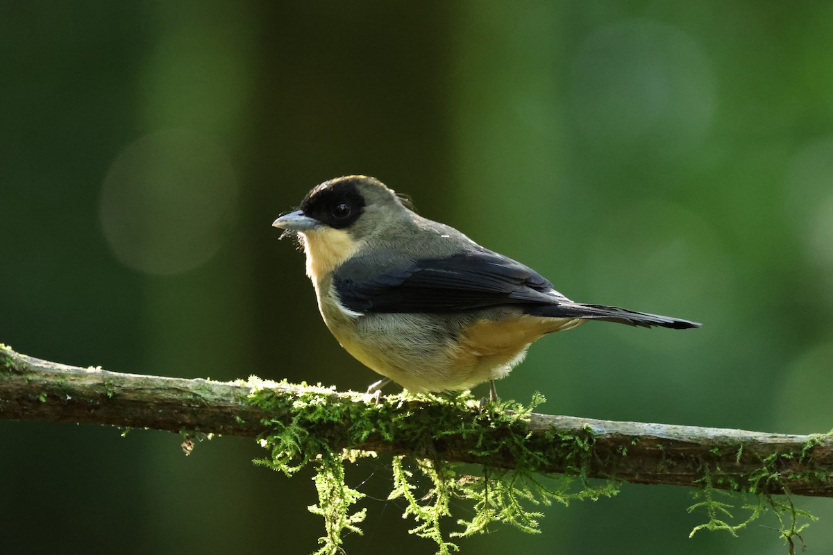 Black-goggled Tanager - ML620239512