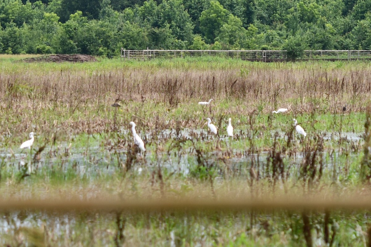 Snowy Egret - ML620239519