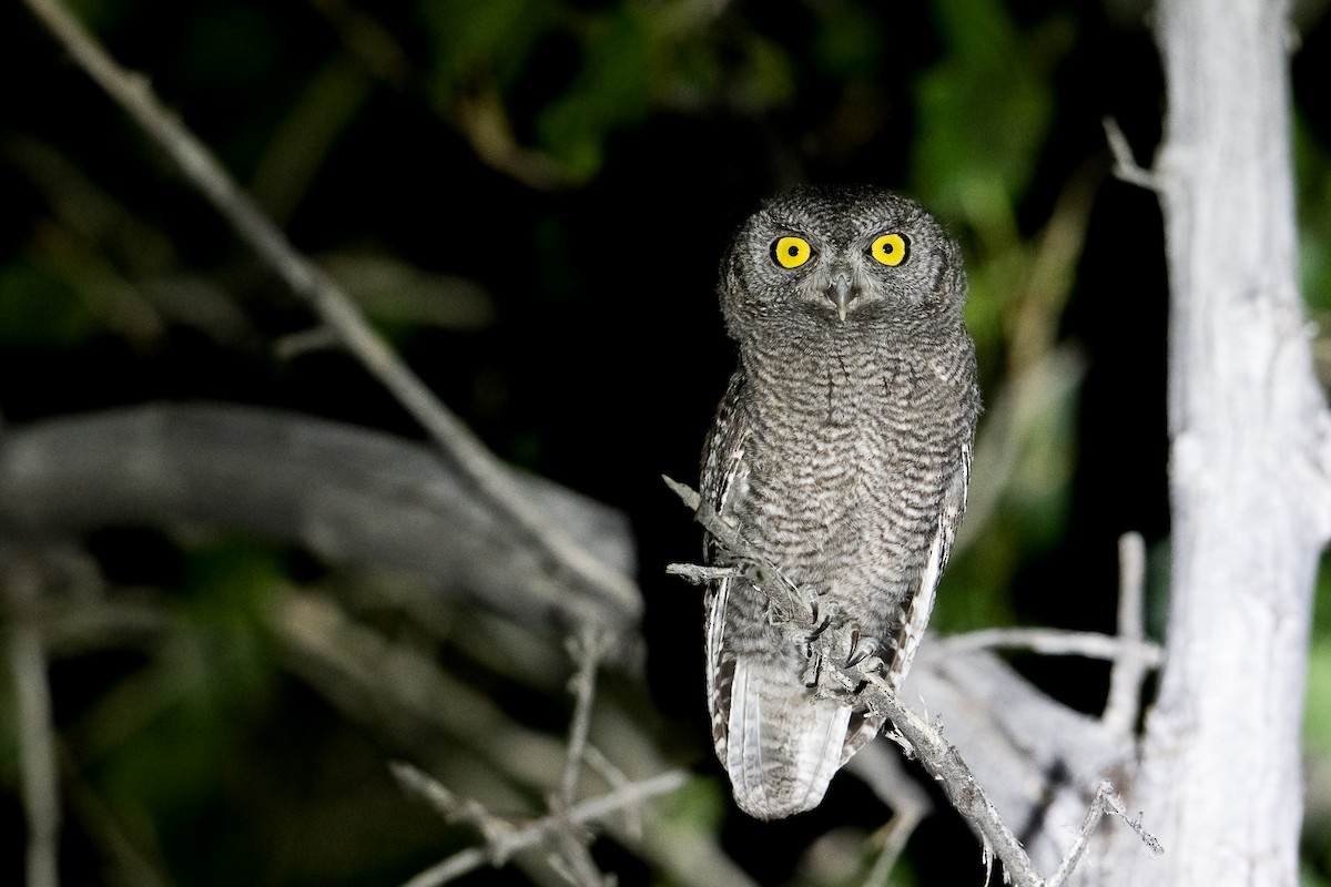 Western Screech-Owl - ML620239533