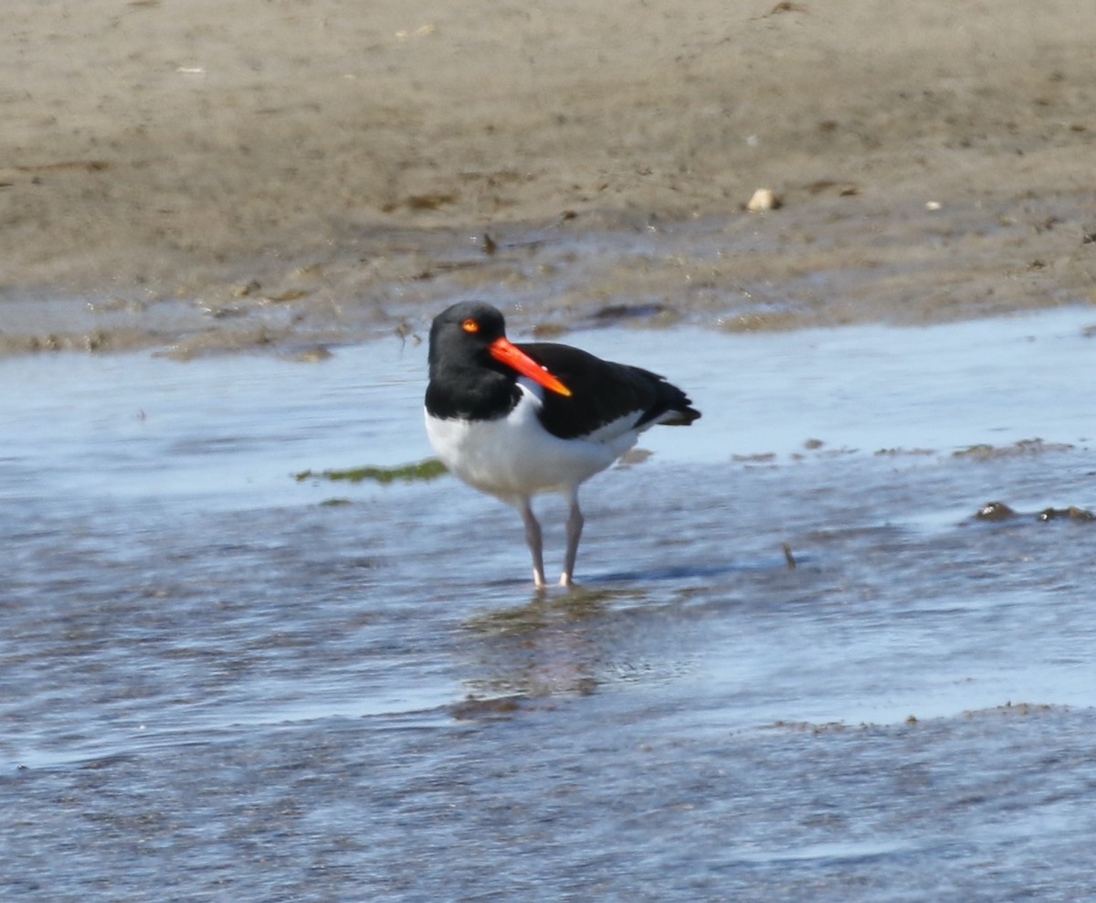 American Oystercatcher - ML620239536