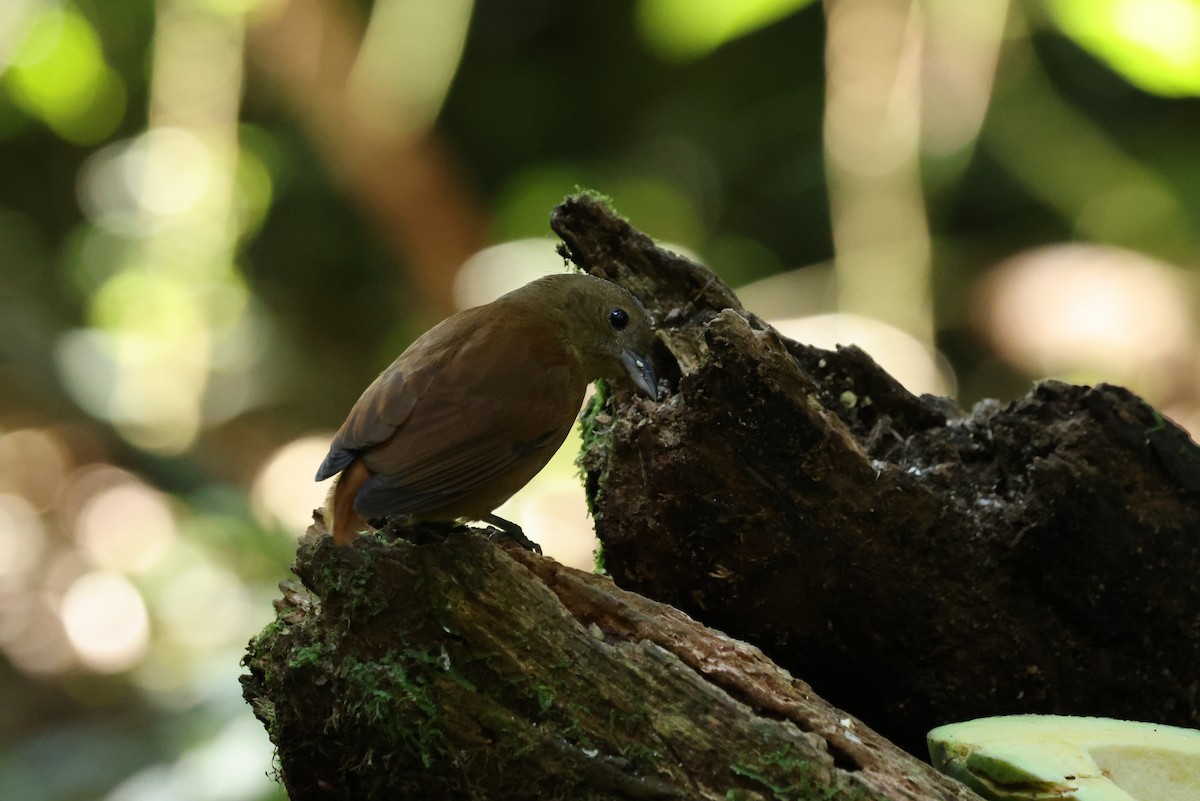 Ruby-crowned Tanager - ML620239538