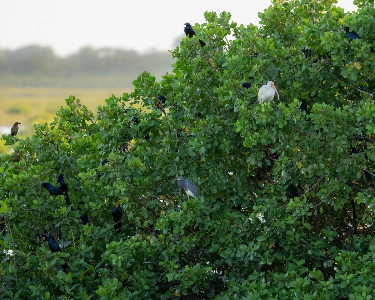 White Ibis - ML620239546