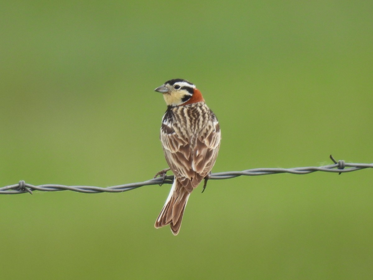 Chestnut-collared Longspur - ML620239555