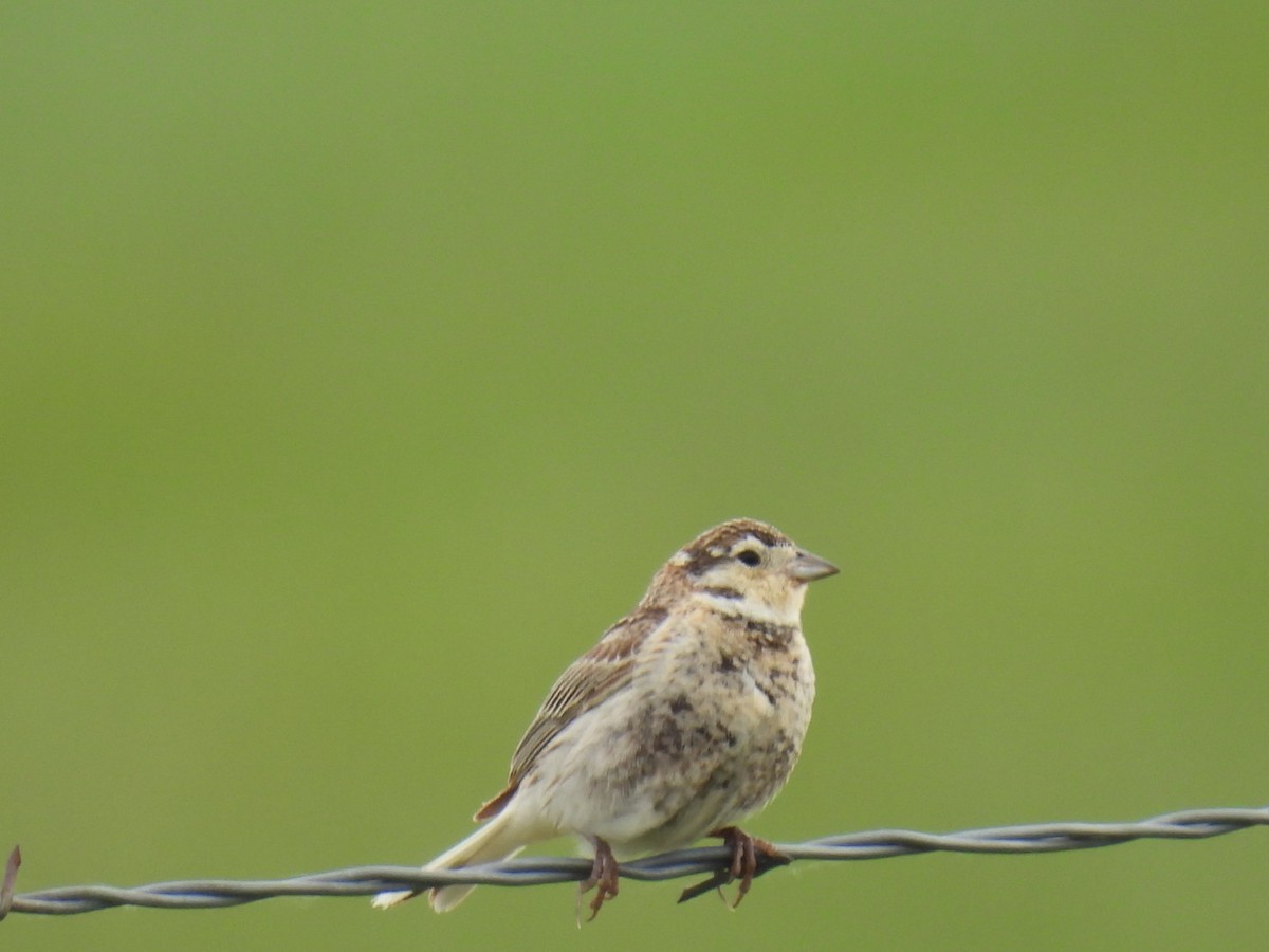 Chestnut-collared Longspur - ML620239556