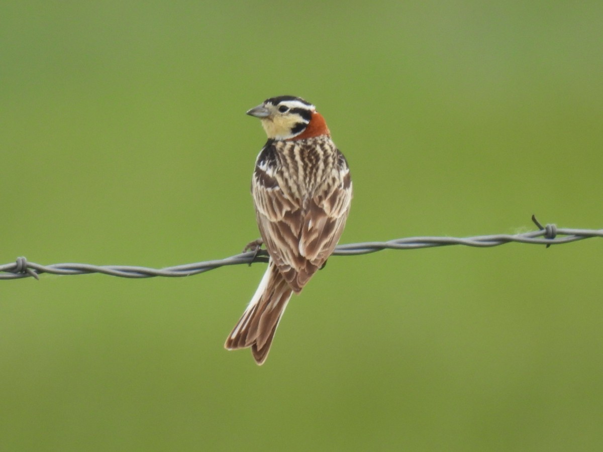 Chestnut-collared Longspur - ML620239557