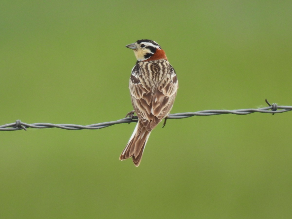 Chestnut-collared Longspur - ML620239558