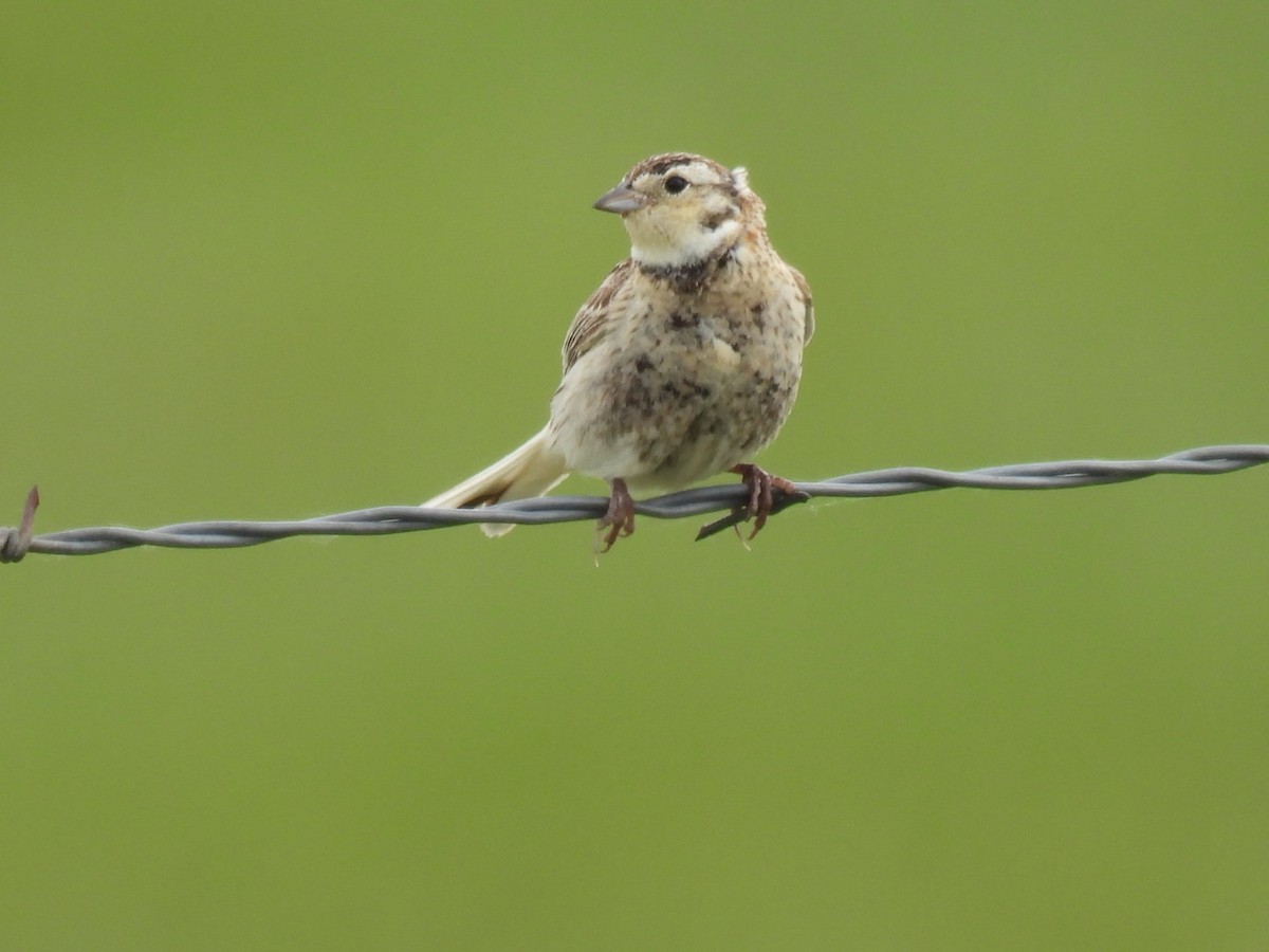 Chestnut-collared Longspur - ML620239559