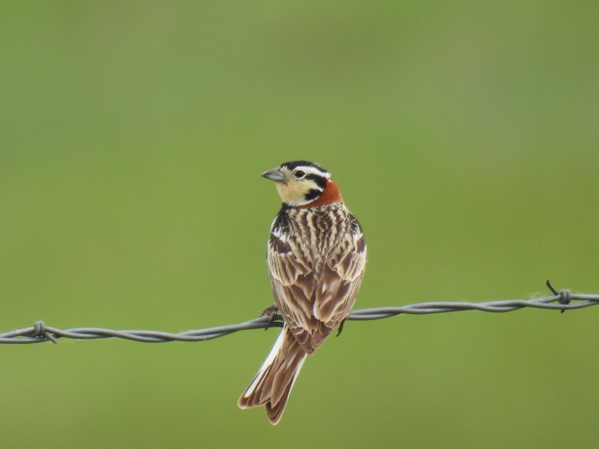 Chestnut-collared Longspur - ML620239560