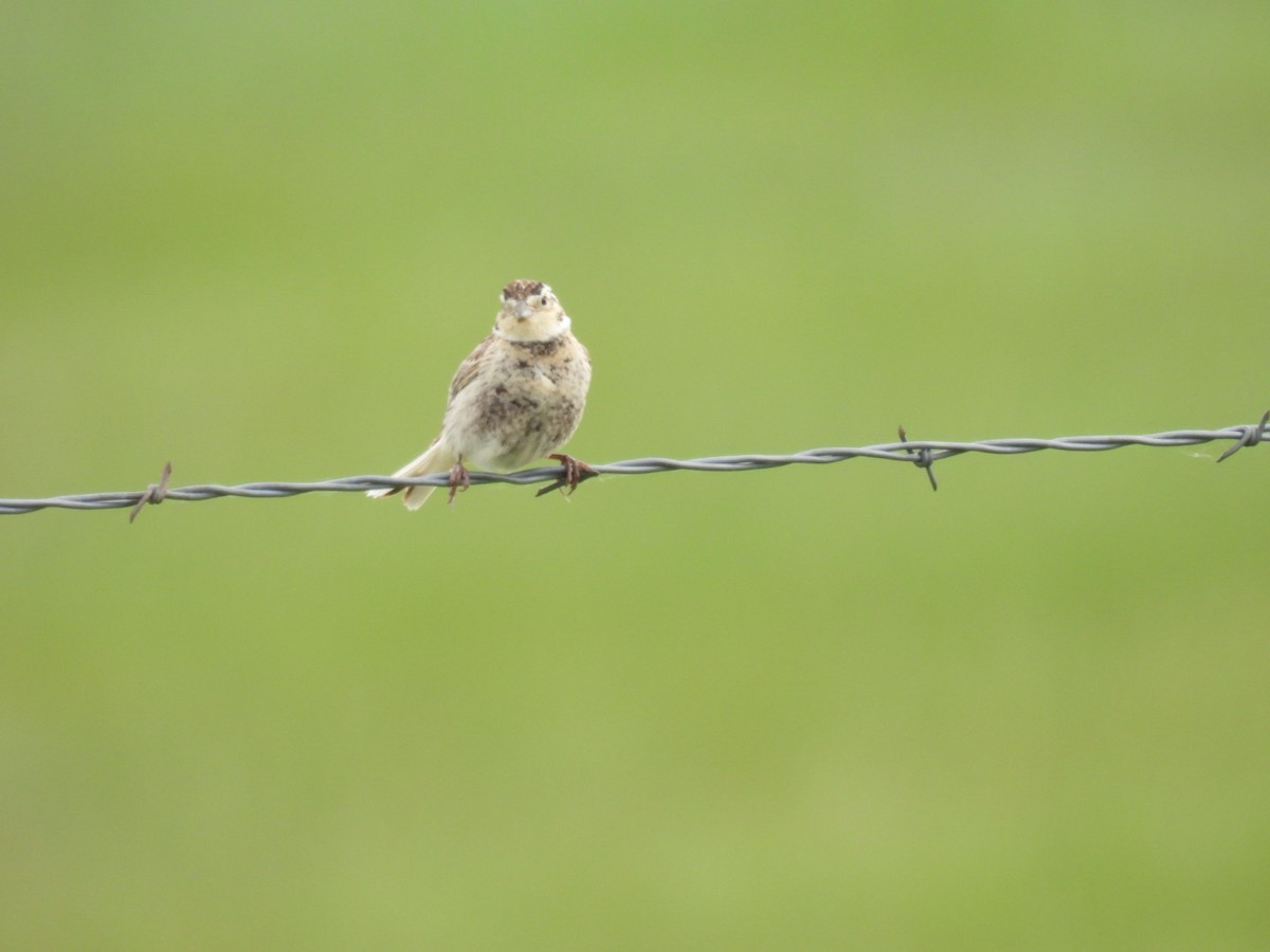 Chestnut-collared Longspur - ML620239561