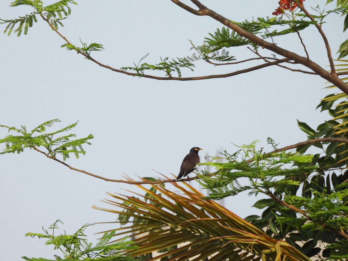 Common Myna - ML620239562