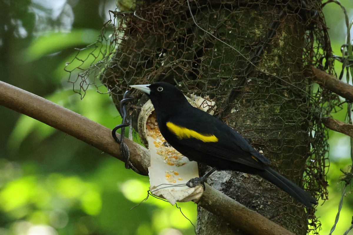 Golden-winged Cacique - ML620239566