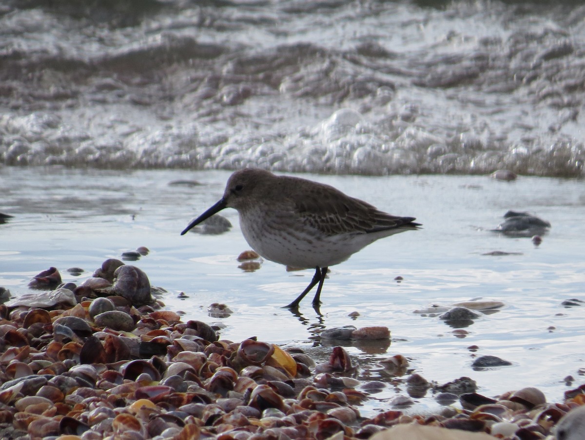 Dunlin - ML620239574