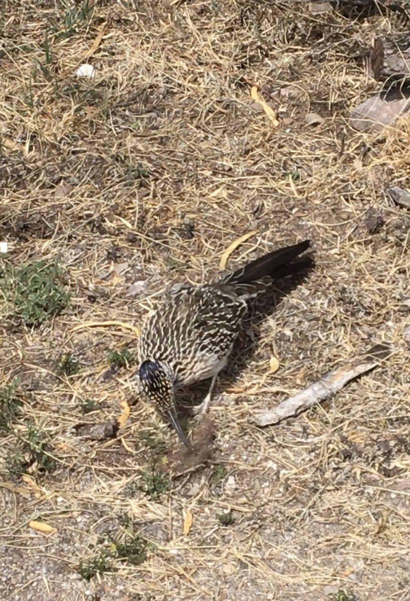 Greater Roadrunner - ML620239578