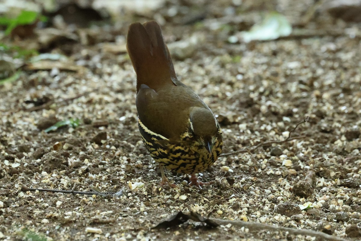 Rufous-tailed Antthrush - ML620239587