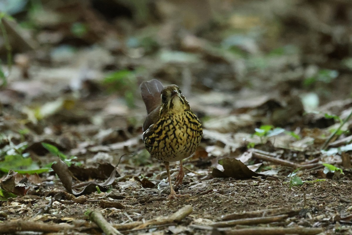 Rufous-tailed Antthrush - ML620239588