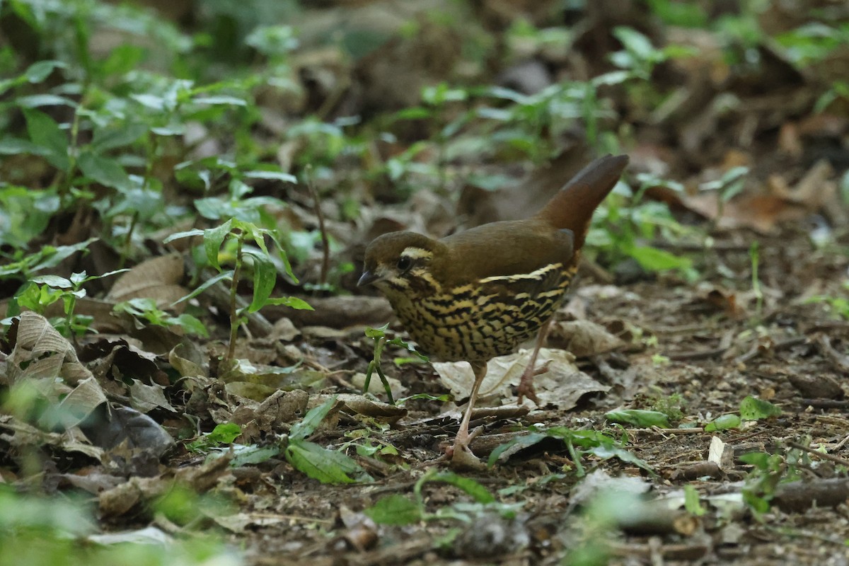 Rufous-tailed Antthrush - ML620239589