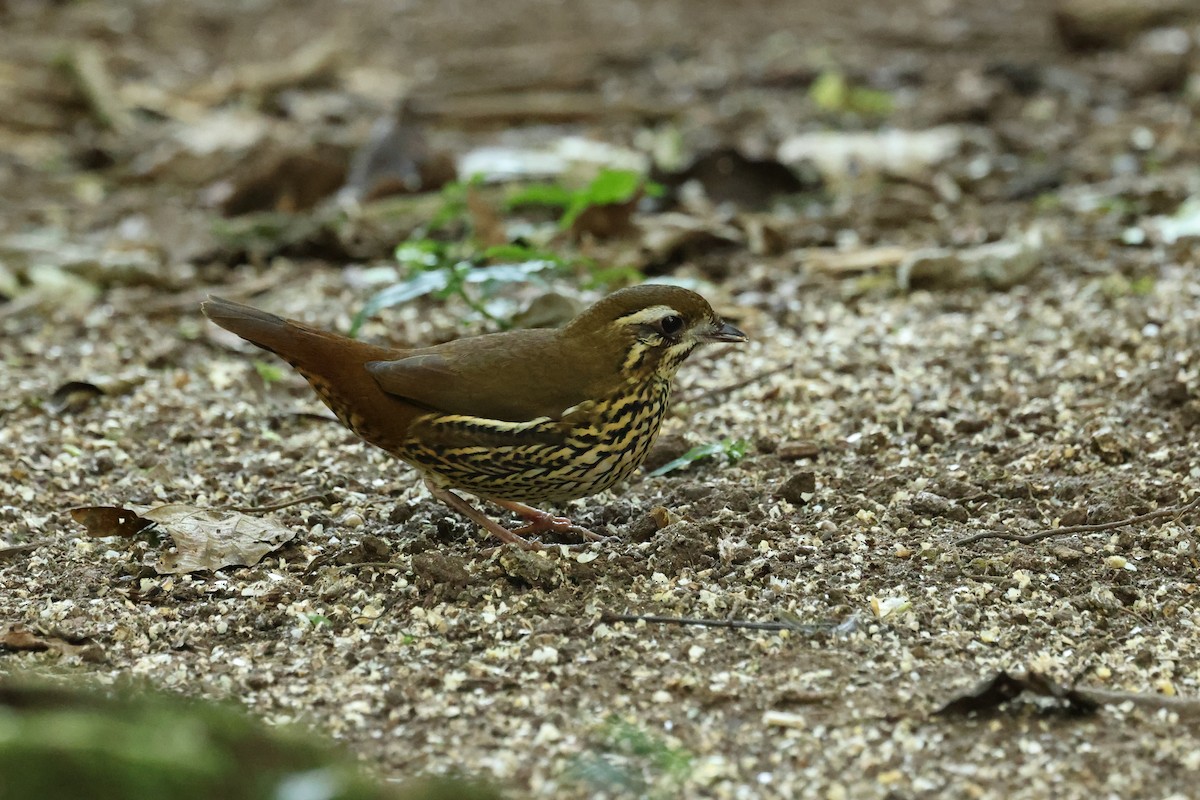 Rufous-tailed Antthrush - ML620239590