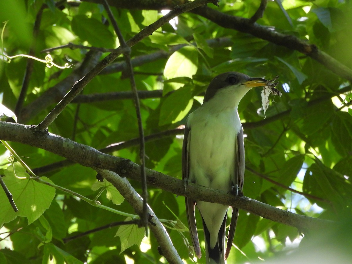 Yellow-billed Cuckoo - ML620239601