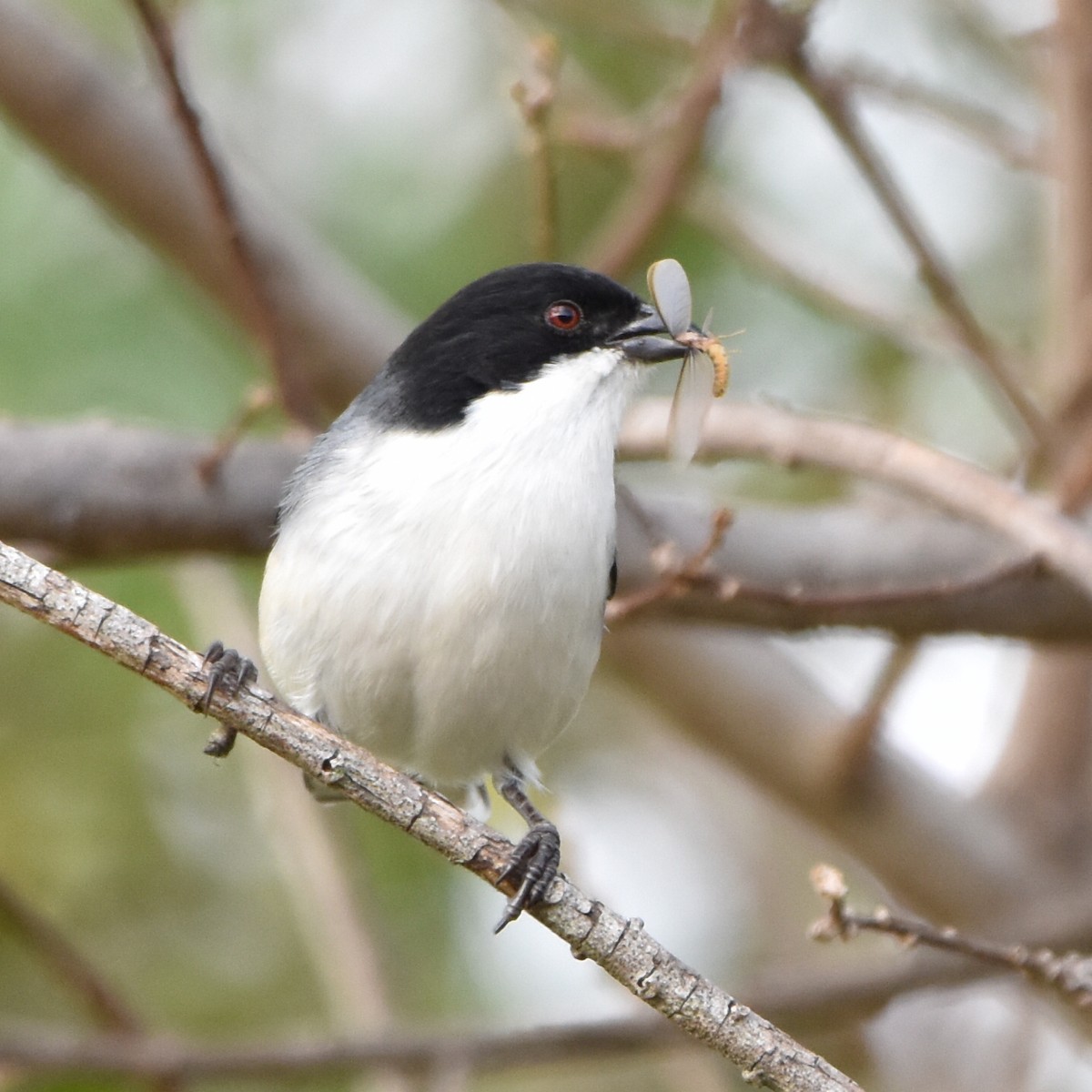Black-capped Warbling Finch - ML620239602