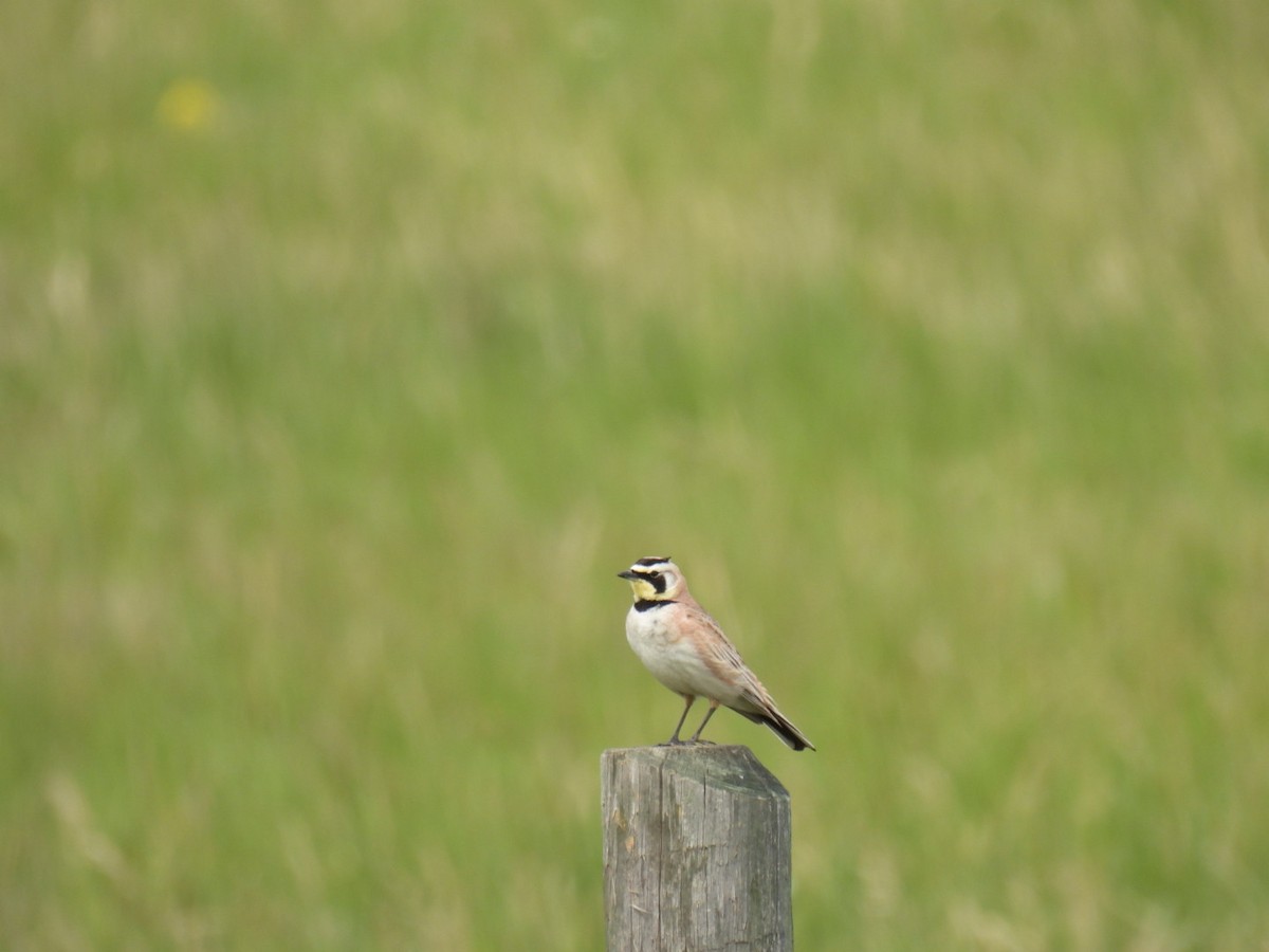 Horned Lark - ML620239603