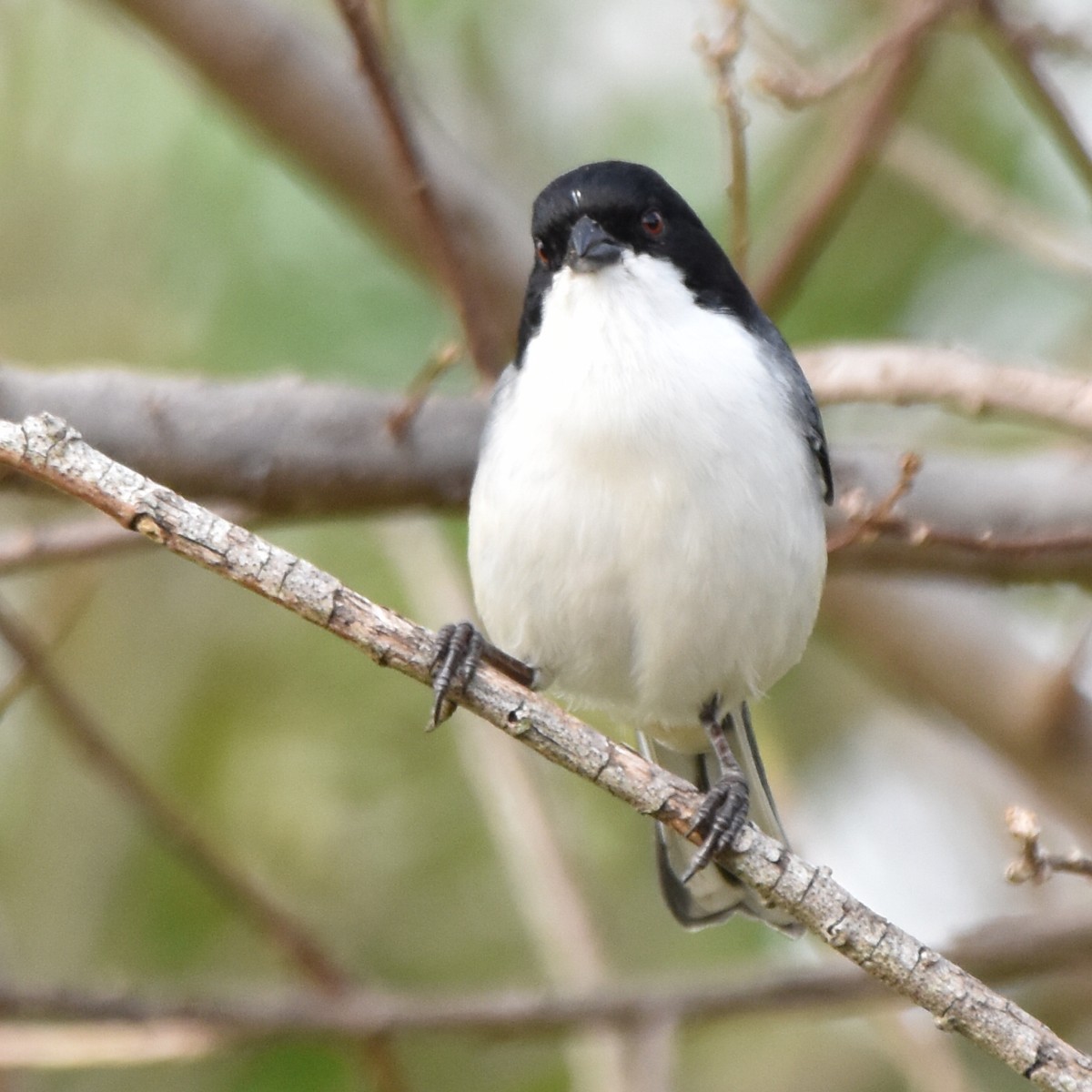Black-capped Warbling Finch - ML620239604