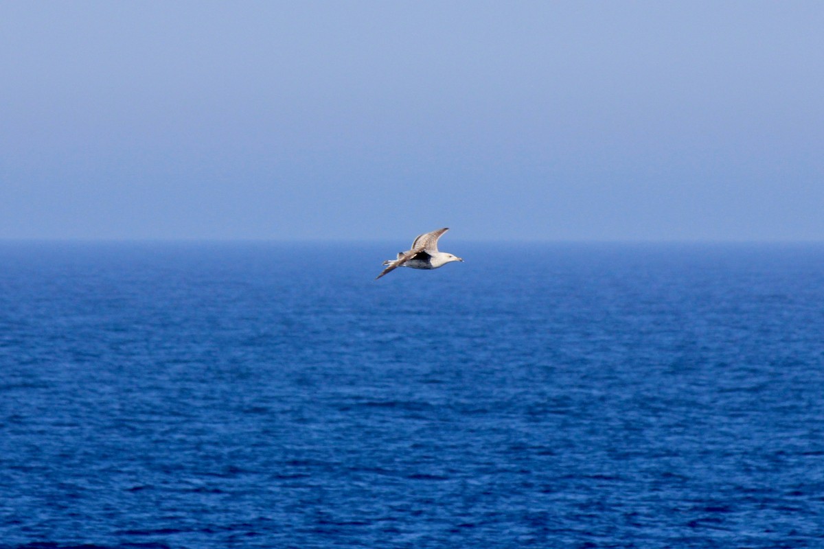 Great Black-backed Gull - ML620239612