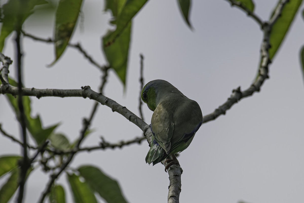 Pacific Parrotlet - ML620239630