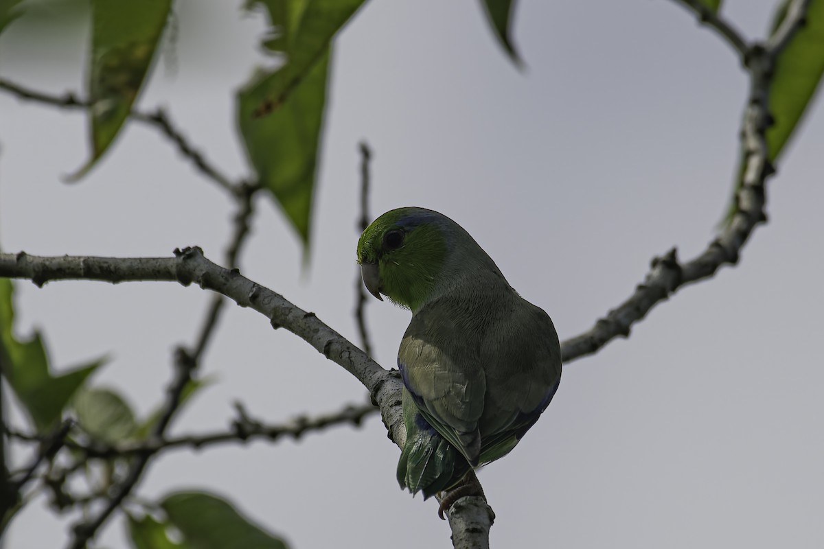 マメルリハシインコ - ML620239632