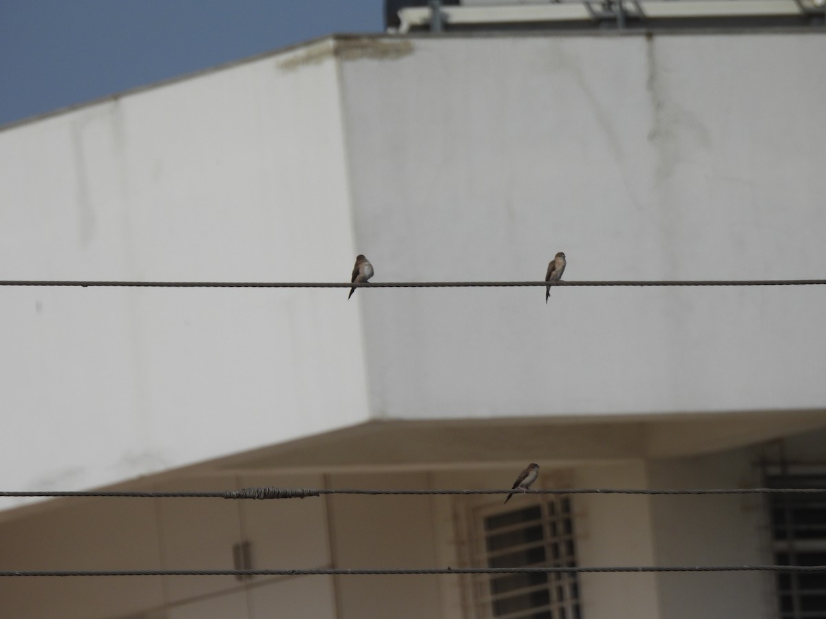 Indian Silverbill - ML620239635