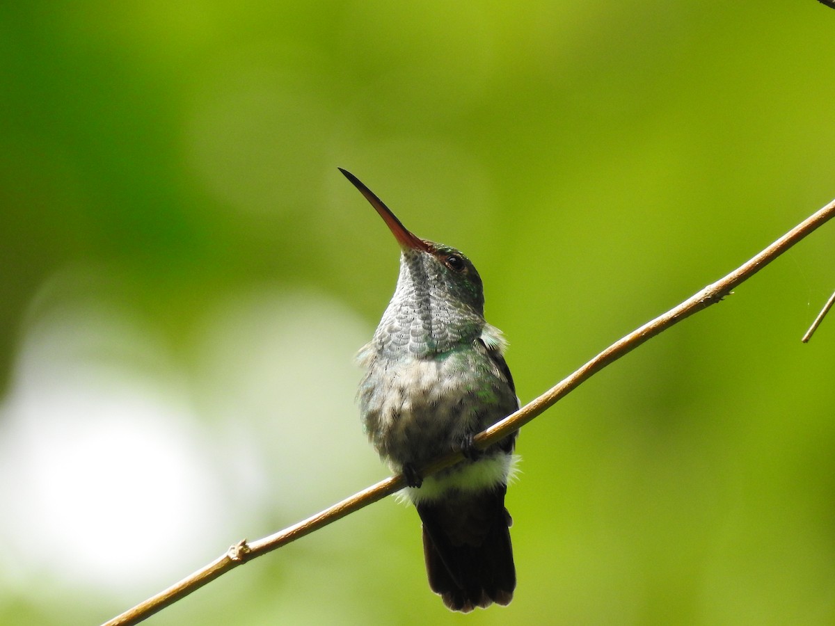 kolibřík skvrnitoprsý - ML620239638