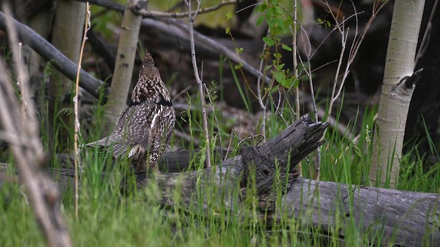 Ruffed Grouse - ML620239643