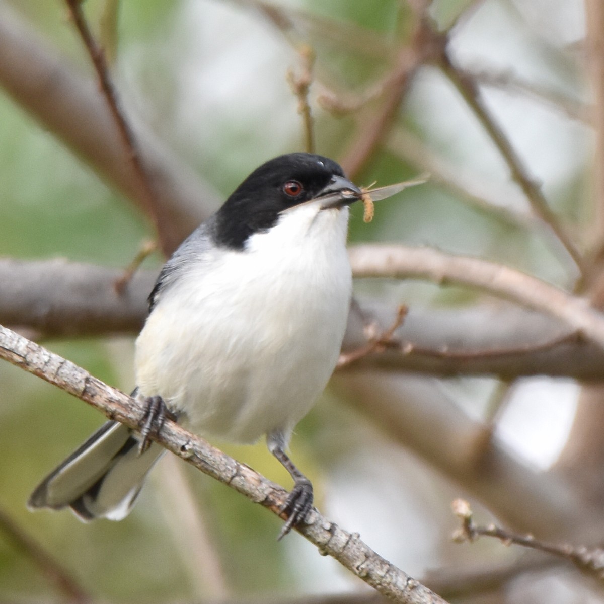 Black-capped Warbling Finch - ML620239649