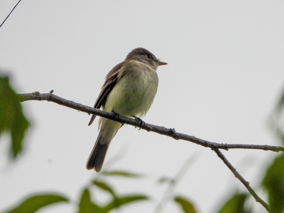 Willow Flycatcher - ML620239657