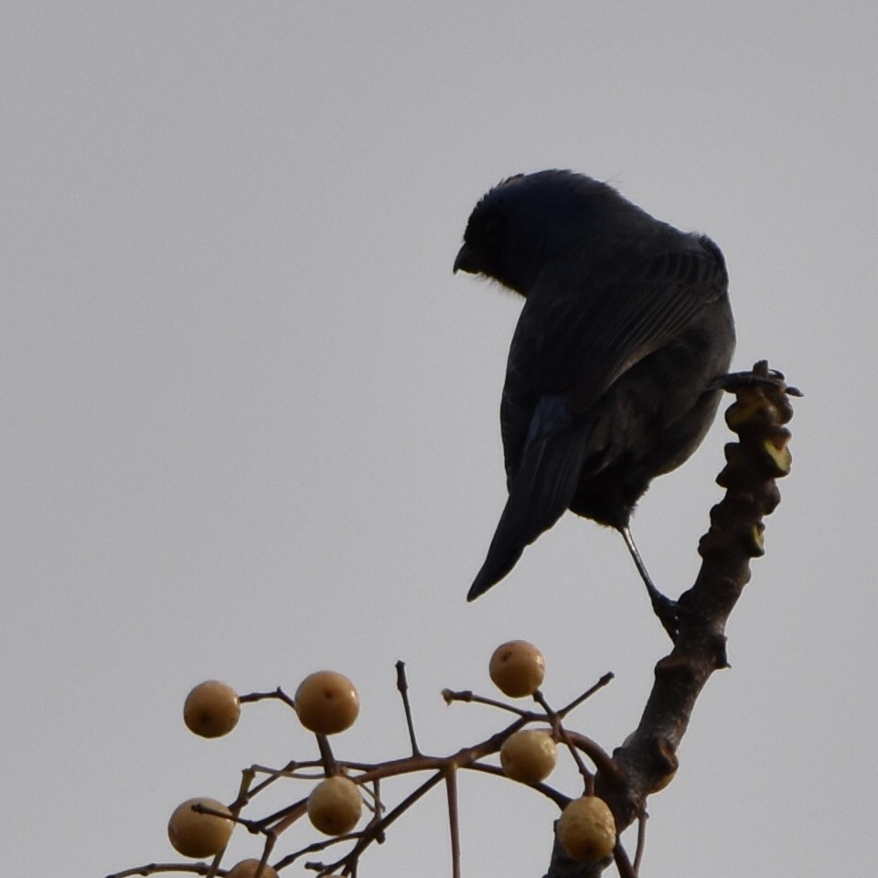 Diademed Tanager - ML620239669