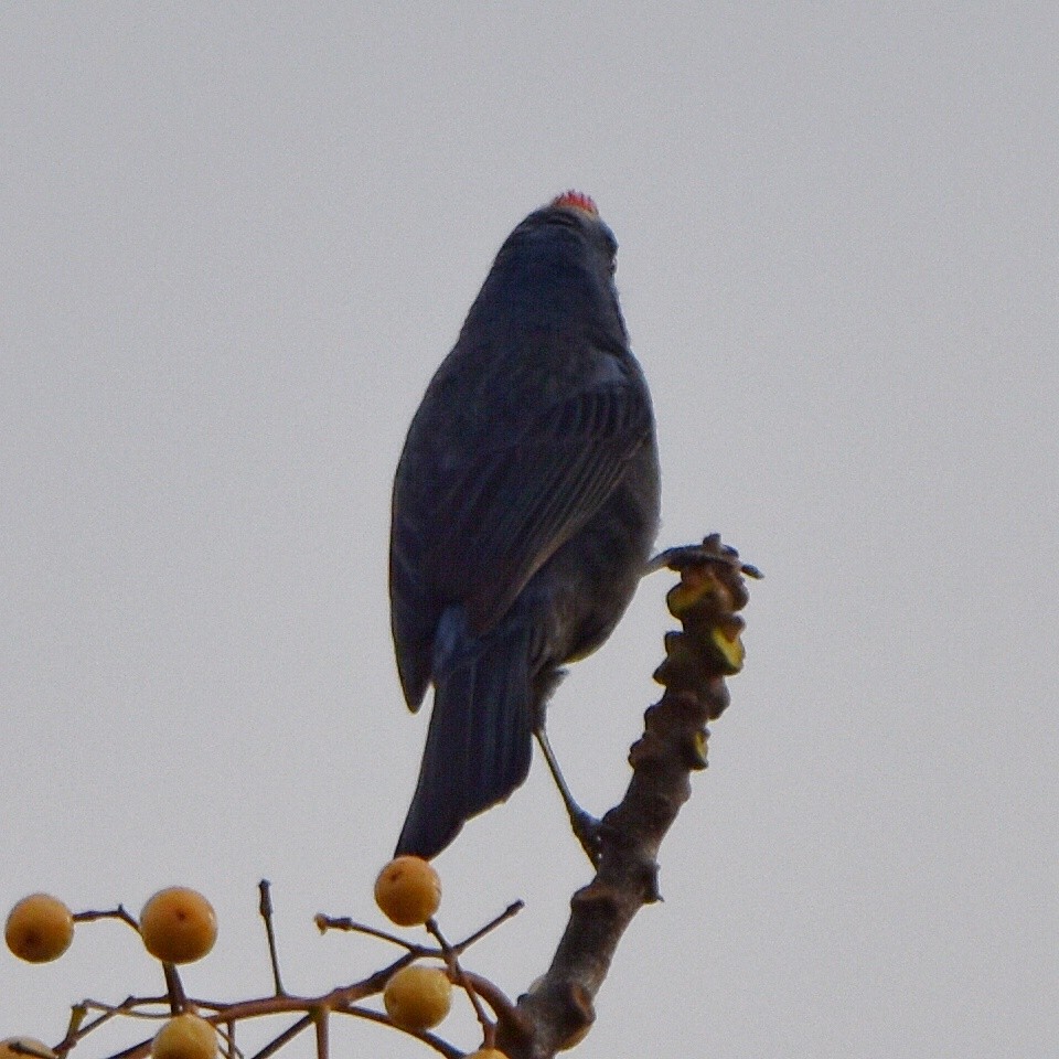 Diademed Tanager - ML620239679