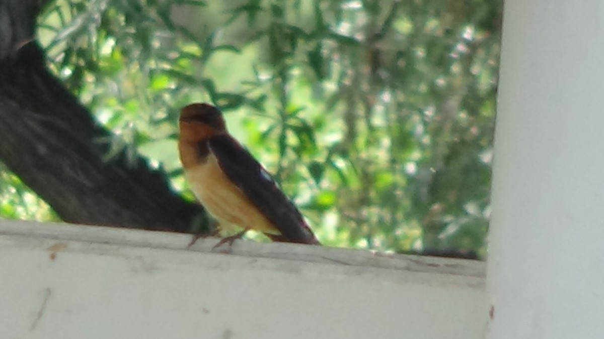 Barn Swallow - ML620239683