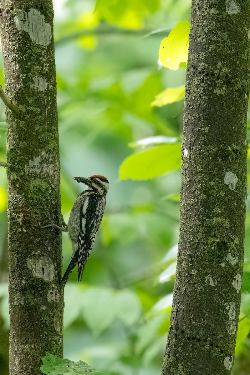 Yellow-bellied Sapsucker - ML620239685