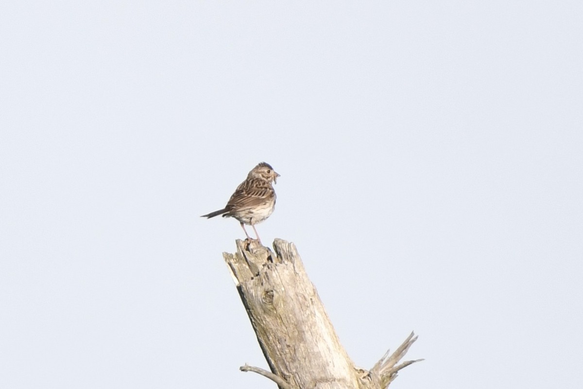 Vesper Sparrow - ML620239687