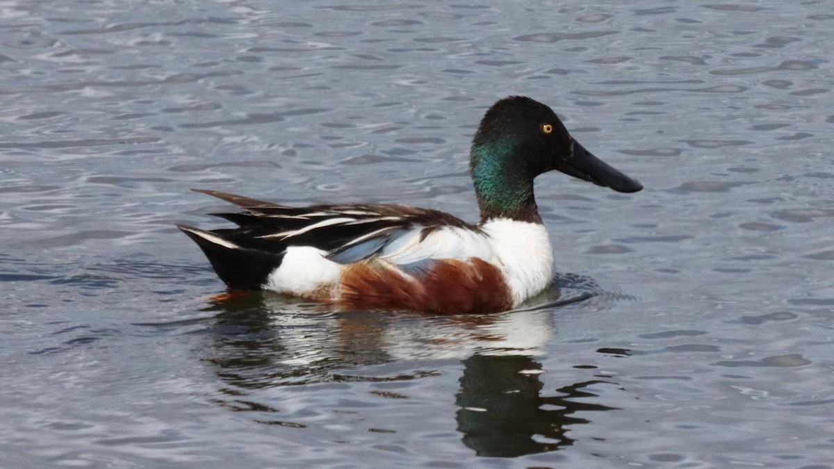 Northern Shoveler - ML620239693