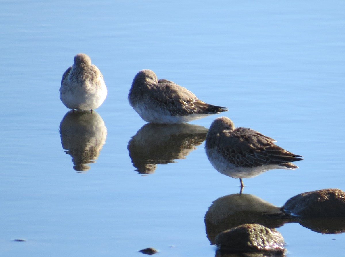 Dunlin - ML620239696