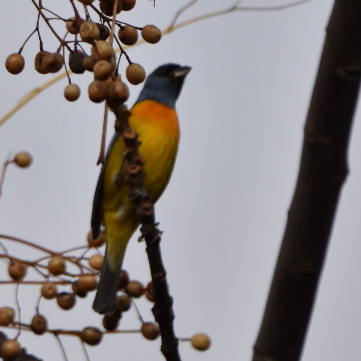 Blue-and-yellow Tanager - Alejandro Figueroa Varela