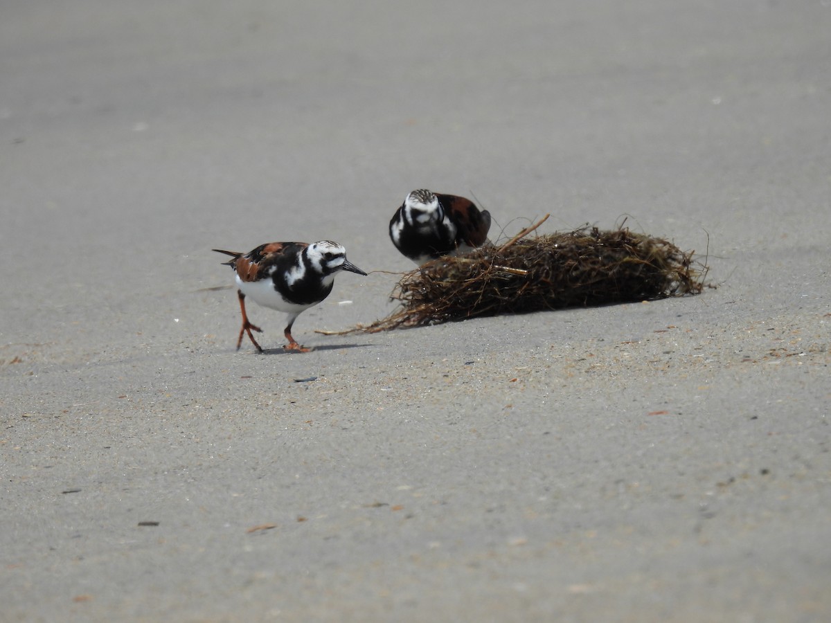 Ruddy Turnstone - ML620239702