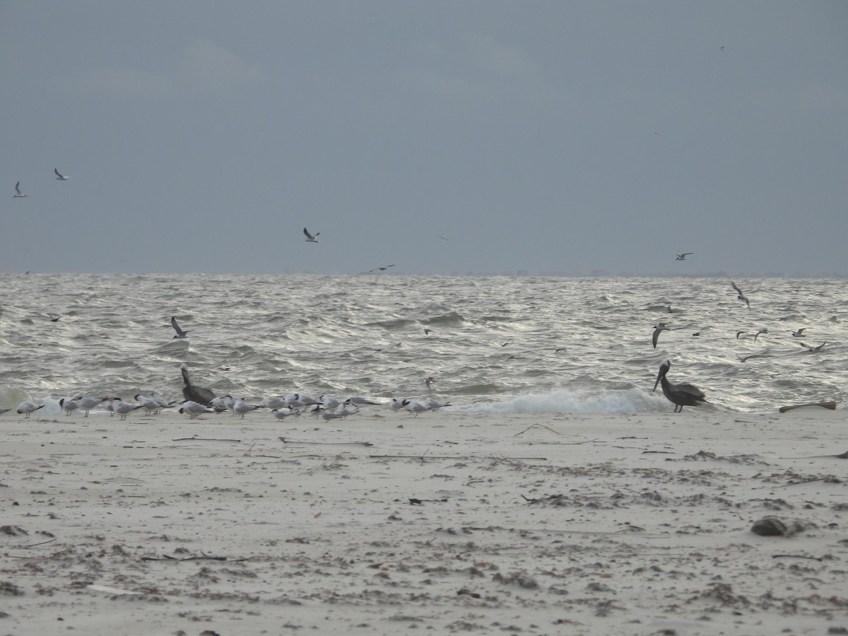 Black Tern - ML620239703