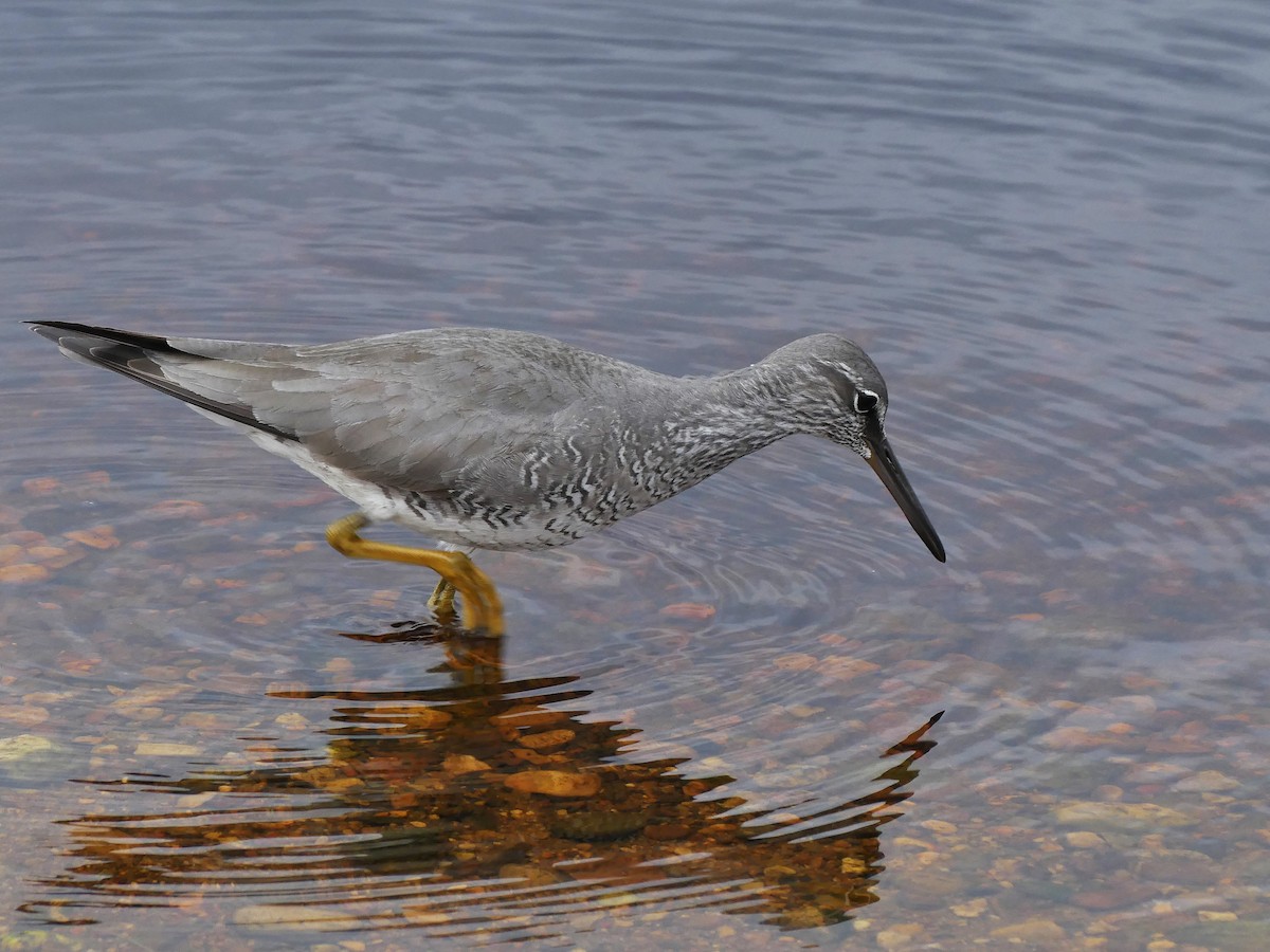 Wandering Tattler - ML620239707