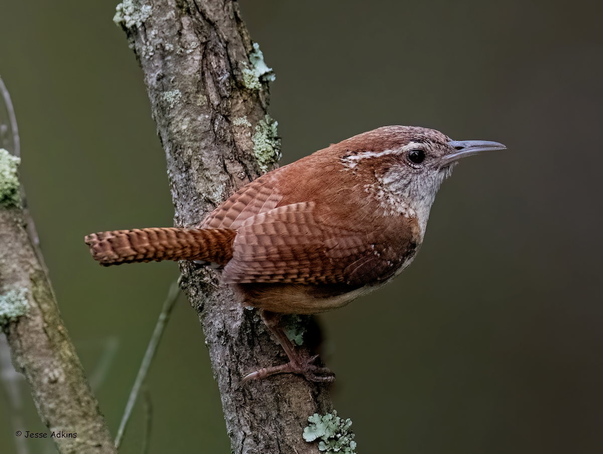 Carolina Wren (Northern) - ML620239708