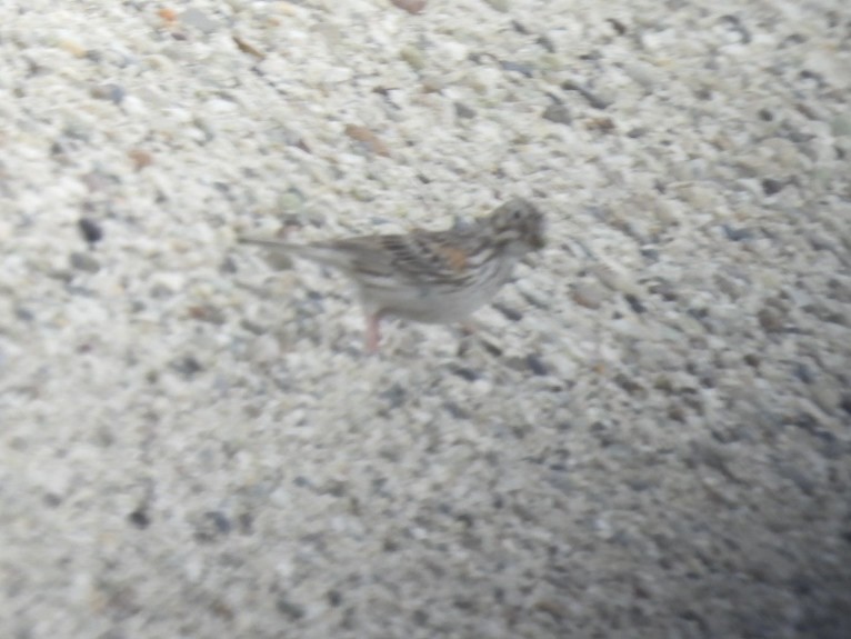 Vesper Sparrow - ML620239713