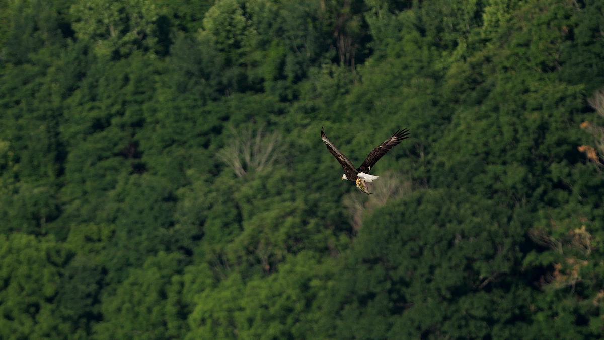 Bald Eagle - ML620239716